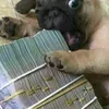 dyvtinwgezwq