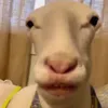 ancomit