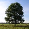 tree9827