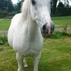 pradarclubhorses