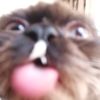 iamapinkcat610