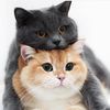 Funny animals