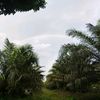 aswandi_310