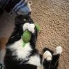 cats_of_the_burgh