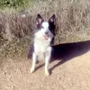 luna_bord_collie