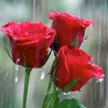 usery_8732