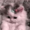 azai.newfort.tuff