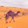 alotibi217