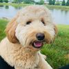 biscuit_doodle