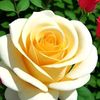 user4831418408116