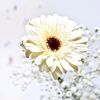 itazzi.r