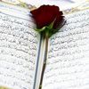 roza.com110wwwtiktok