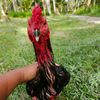 rendi.syahputra092