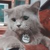 bimbimcat