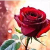 diemhuynh.89