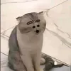 s_szzzzz.zzzzzs_s