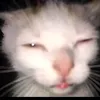 anibbbb_
