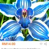 cempaka.biru1