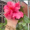 tieubachngoc_679
