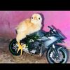 arqueta_jr