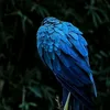 loiseau_bleu_fr