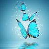 ahmadmamun83
