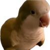 loritomonje