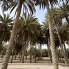 kkiara2