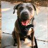 bigbuddy444