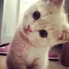 lll3ll0