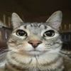 catguu7