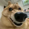 taolaotaoo