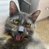 kittycatraven