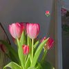 _nemila_1