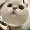 mjinnichoii