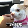 dypnpvpdd363