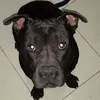 santirov
