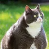 deadcatbounced