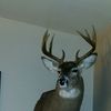 donnieurbanjr