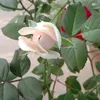 nuruljamilah656
