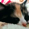 masya_cat4