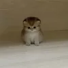 miauw.king