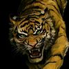 fanntiger77