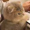 witnatta