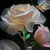 abdulmateen6019