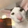 nu_tipa_pomidorks228