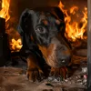 ares_thedobermann