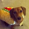 hotdog_dog5
