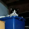 pandakrabi