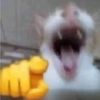 pepeexd